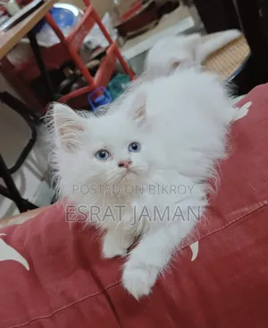 1-3 Months Female Purebred Persian
