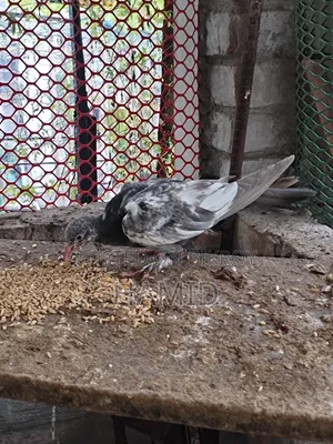 কবুতরের বাচ্চা সেল হবে