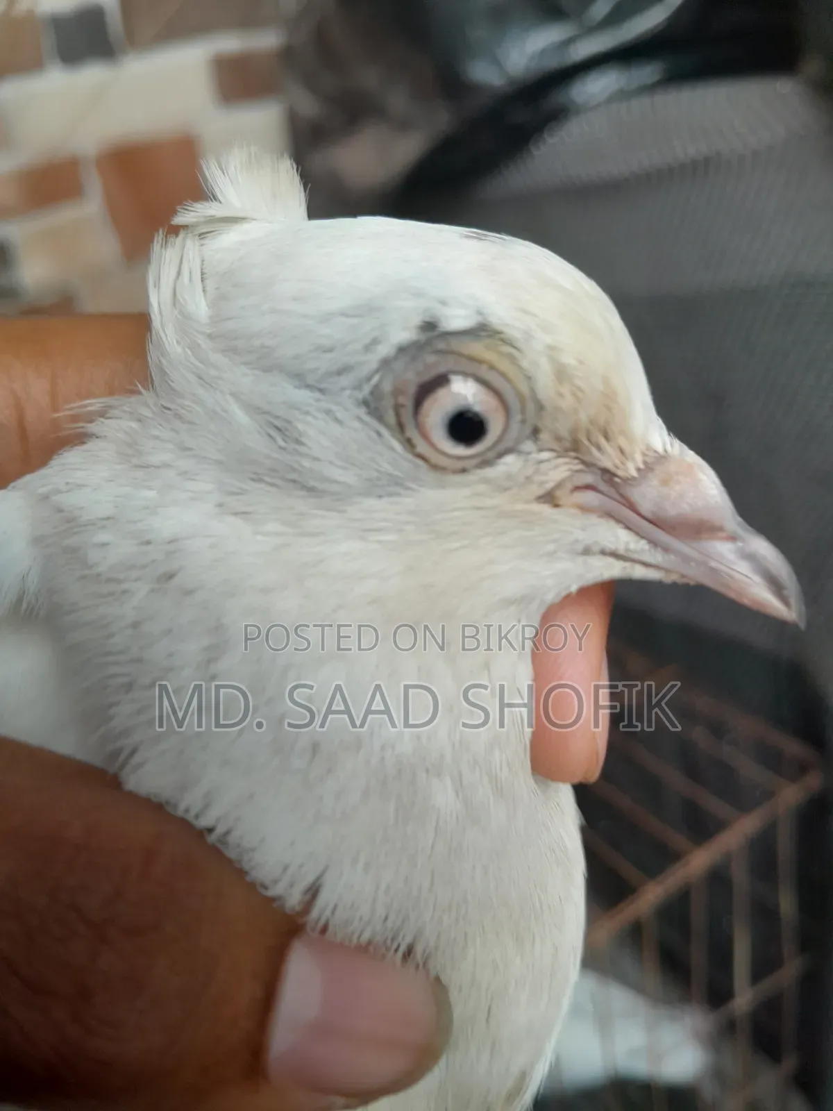 Chuithal Kaldam