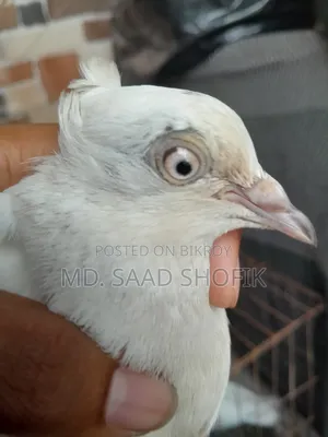 চুইঠাল কালদম