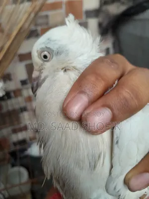 Chuithal Kaldam