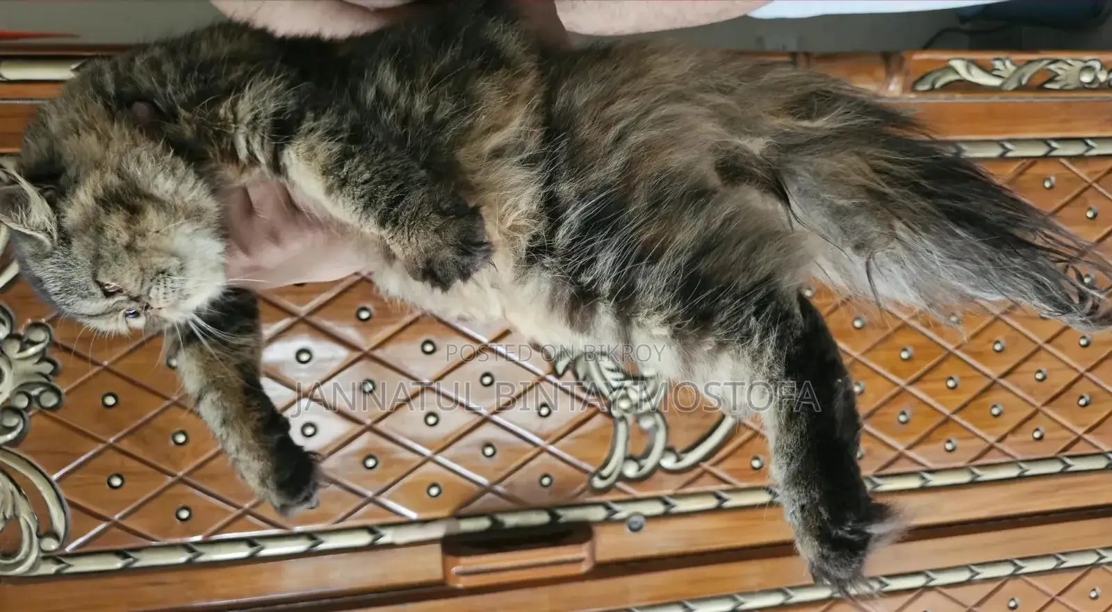 3-6 Months Female Purebred Persian