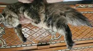 3-6 Months Female Purebred Persian