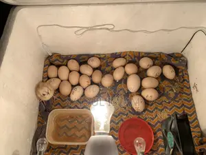 Incubator Machine