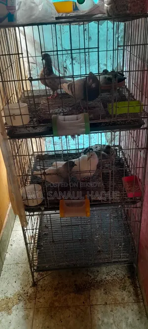 কবুতরের লোহার খাঁচা