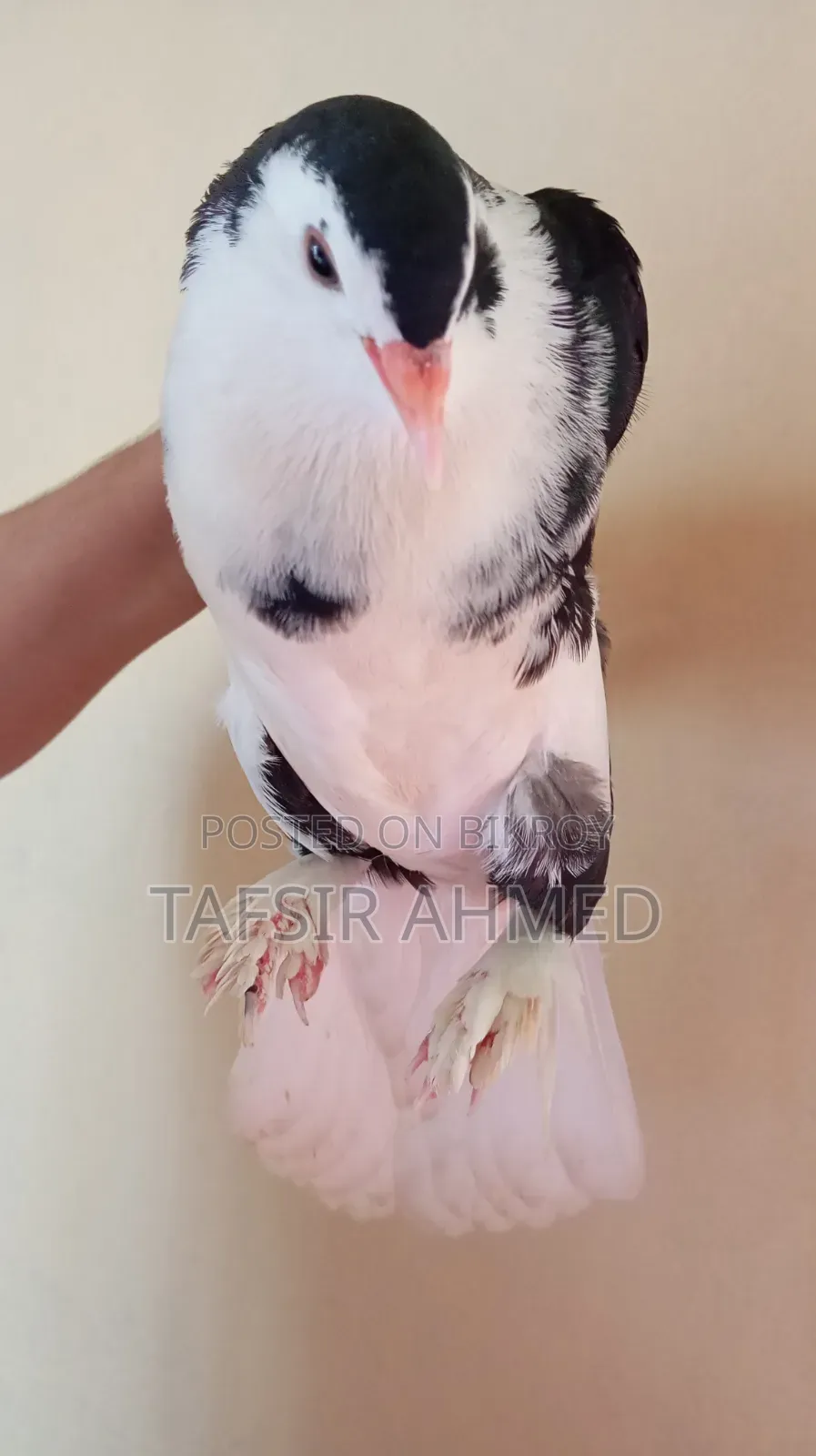 Lahori 2.5-Month-Old Female Pigeon