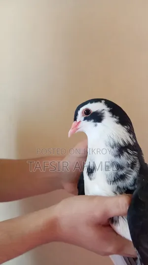 Lahori 2.5-Month-Old Female Pigeon