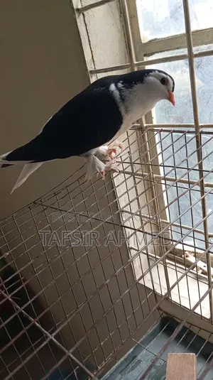 Lahori 2.5-Month-Old Female Pigeon