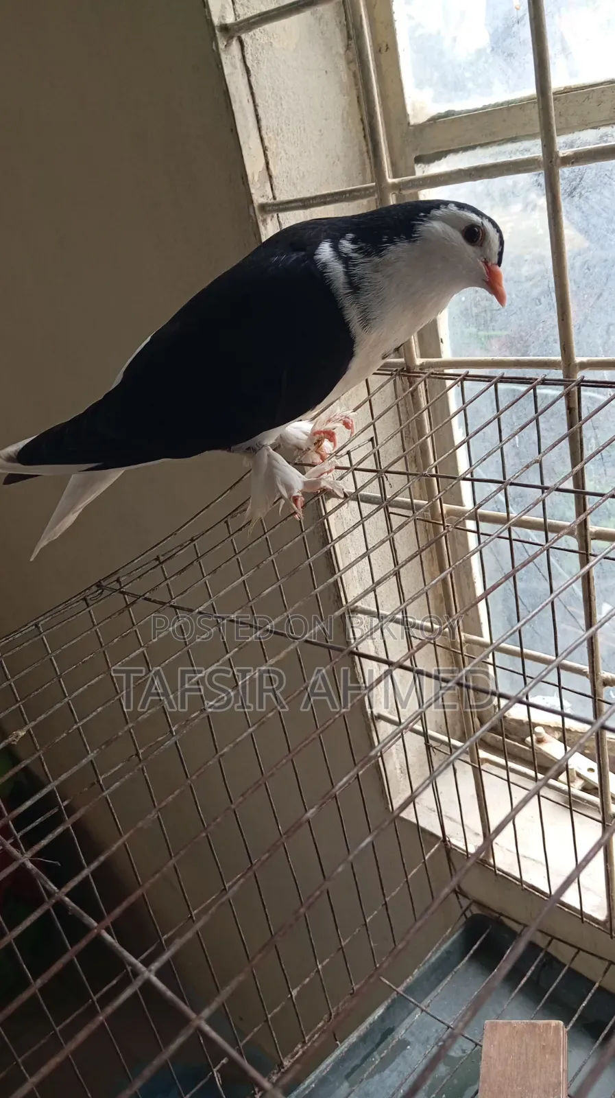 Lahori 2.5-Month-Old Female Pigeon