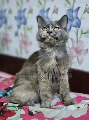 6-12 Months Female Purebred Persian
