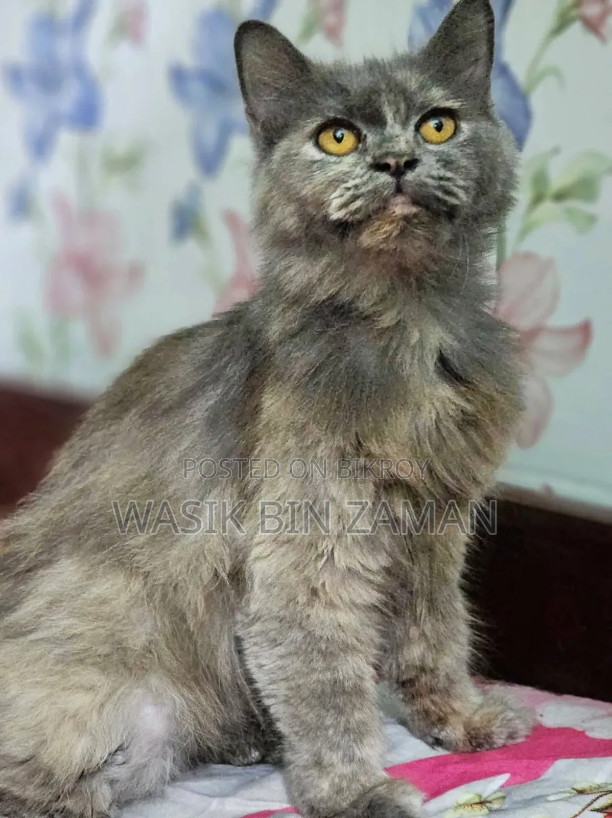 6-12 Months Female Purebred Persian