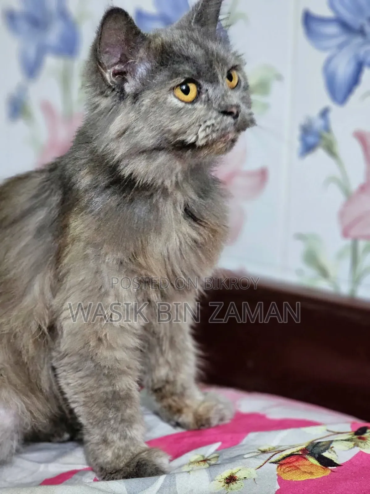 6-12 Months Female Purebred Persian