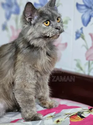 6-12 Months Female Purebred Persian