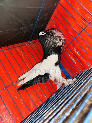 Poter (ball) Pigeon Running Male