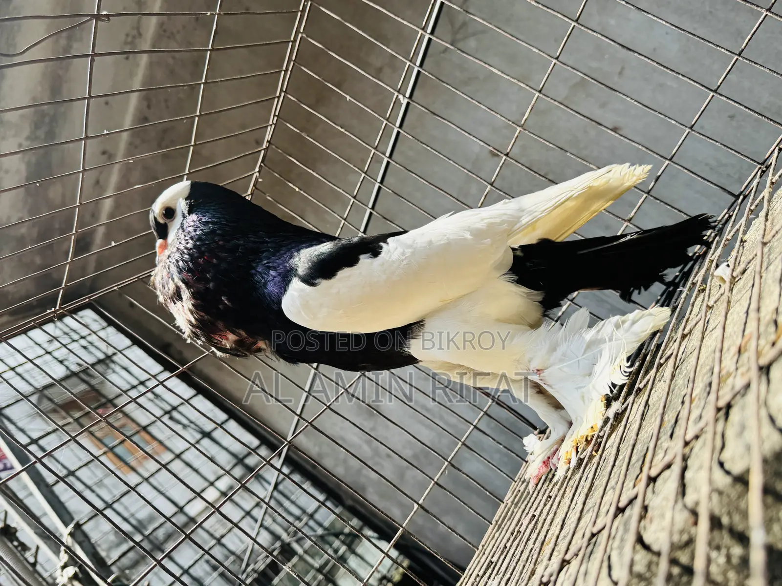 Poter (ball) Pigeon Running Male