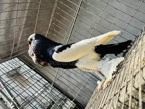 Poter (ball) Pigeon Running Male