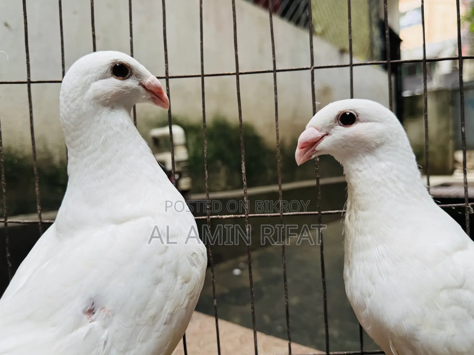 Beauty Homa 4por Baby Pair
