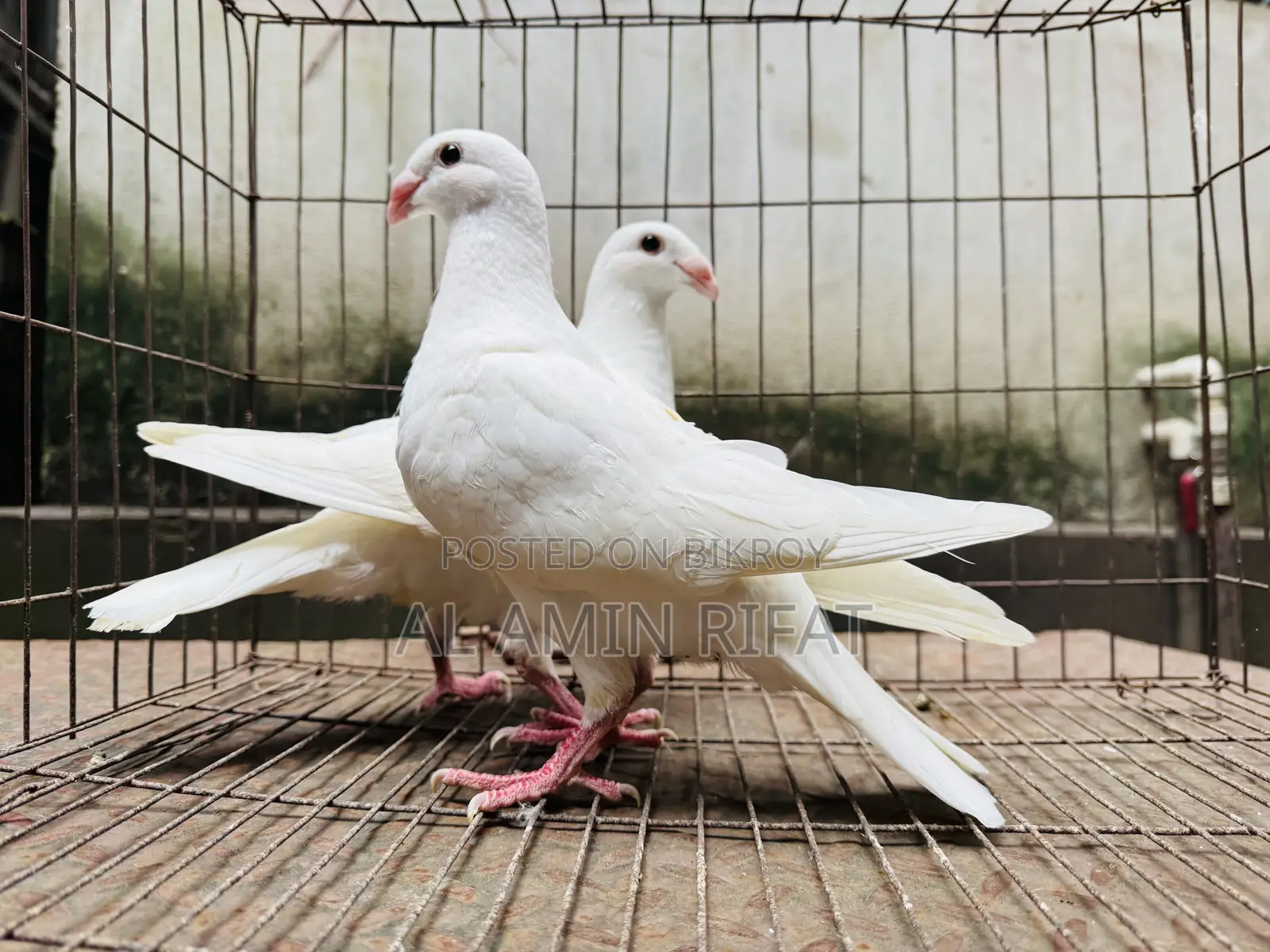 Beauty Homa 4por Baby Pair