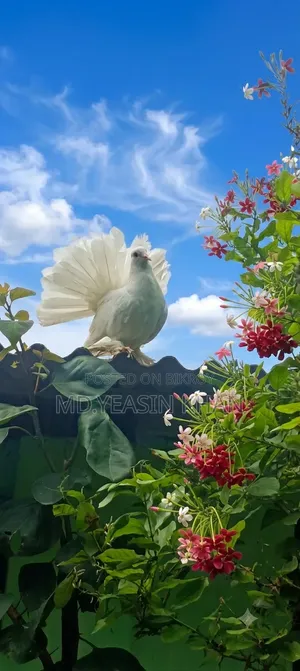Laksha Pigeon