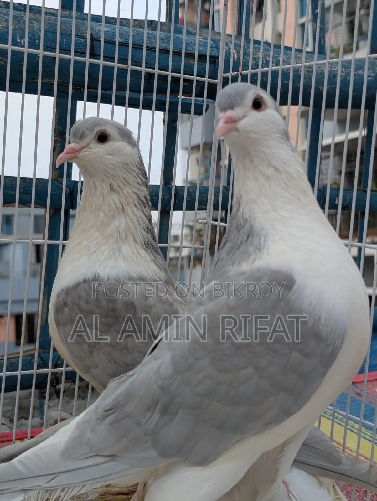 Silver Siraji Foster Pair