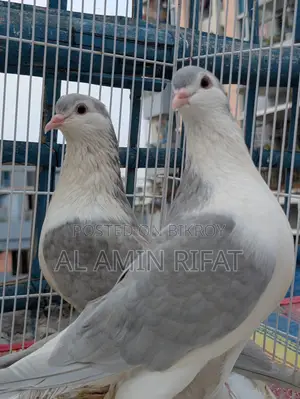 Silver Siraji Foster Pair