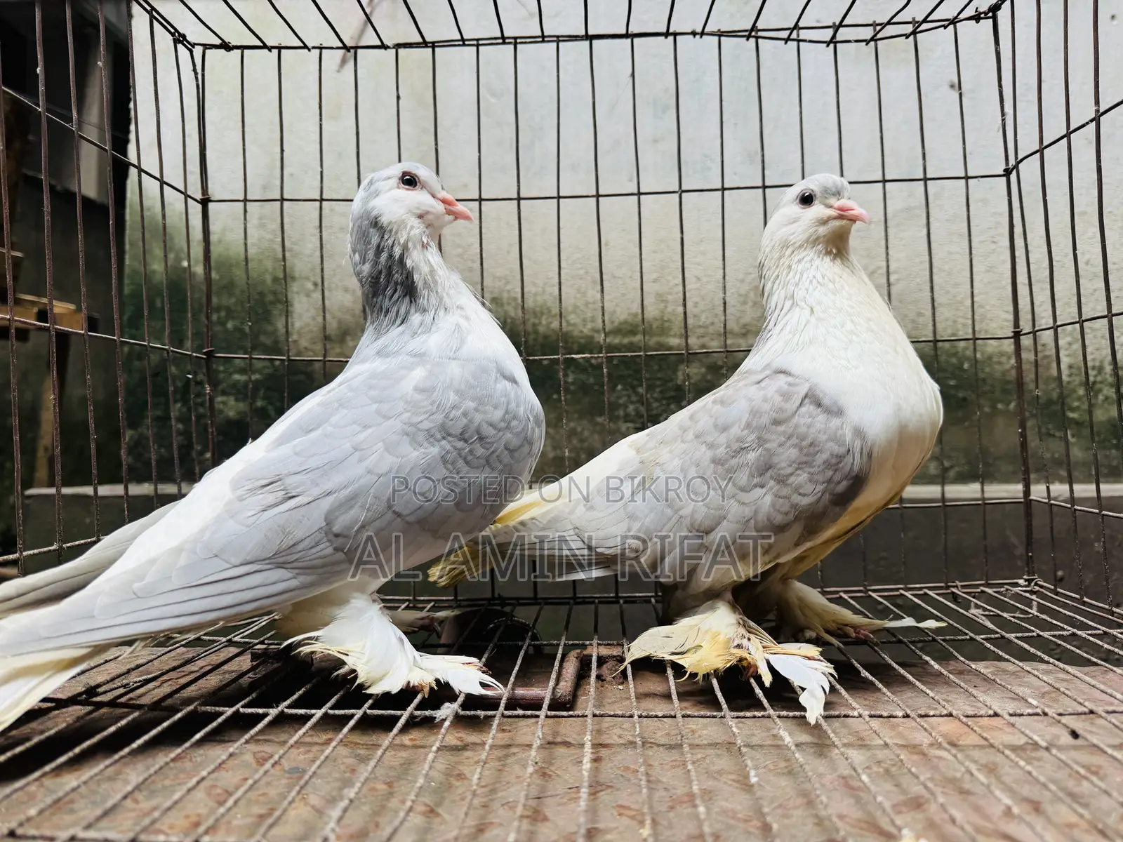 Silver Siraji Foster Pair