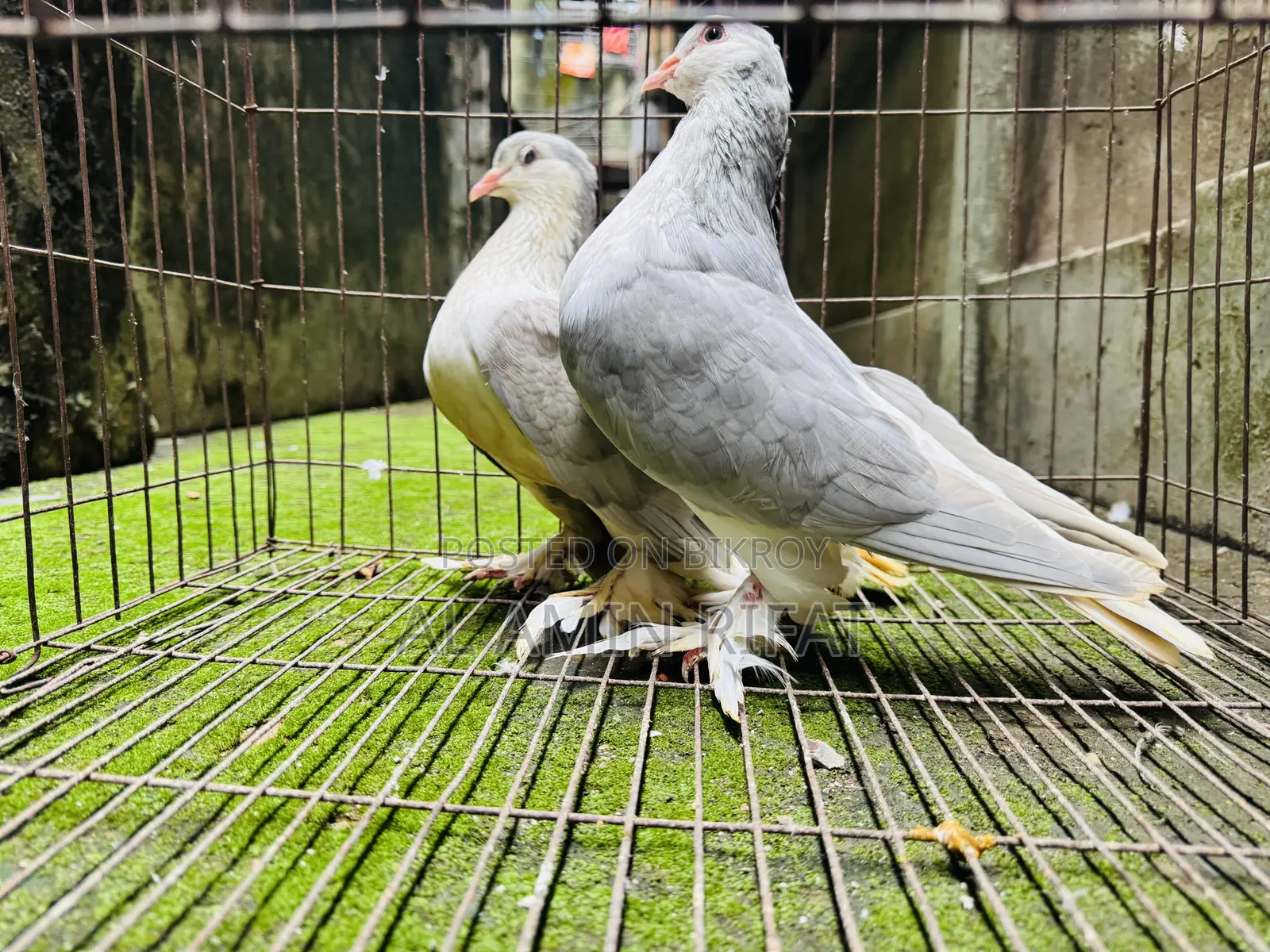 Silver Siraji Foster Pair