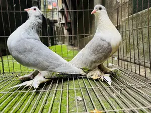 Silver Siraji Foster Pair