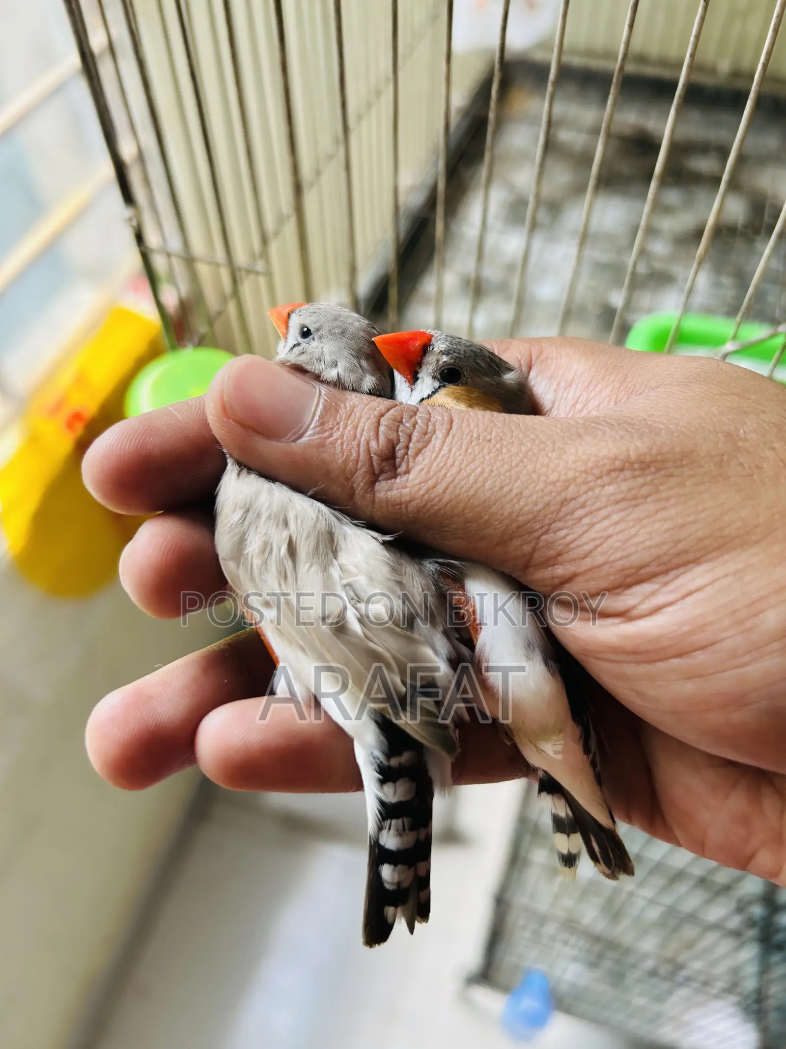 বড় সাইজের ফিঞ্চ জোড়া