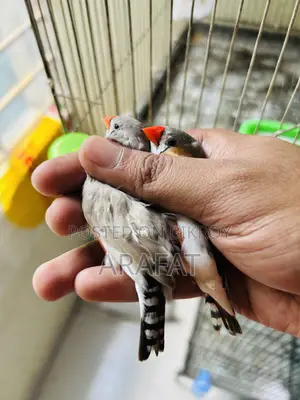 বড় সাইজের ফিঞ্চ জোড়া