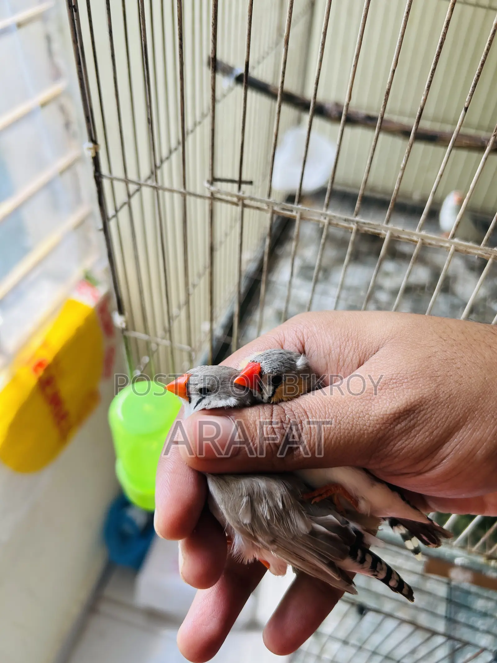 বড় সাইজের ফিঞ্চ জোড়া