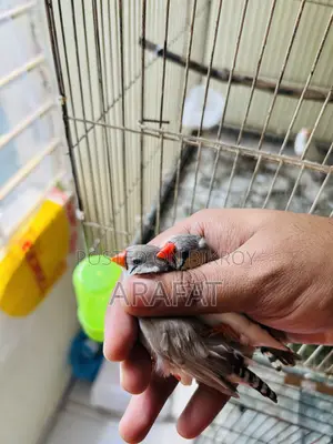 বড় সাইজের ফিঞ্চ জোড়া