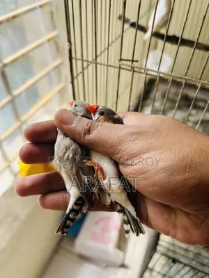 বড় সাইজের ফিঞ্চ জোড়া