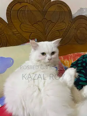 6-12 Months Male Purebred Persian