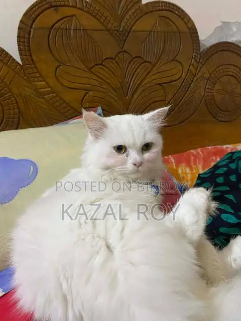 6-12 Months Male Purebred Persian