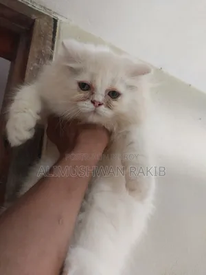 1-3 Months Female Purebred Persian