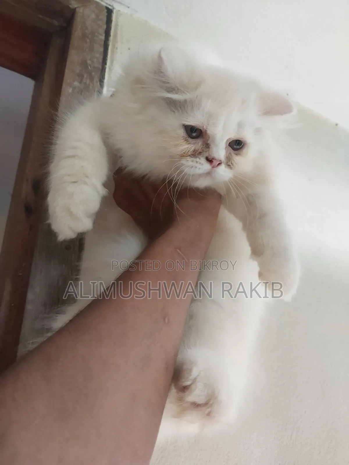 1-3 Months Female Purebred Persian