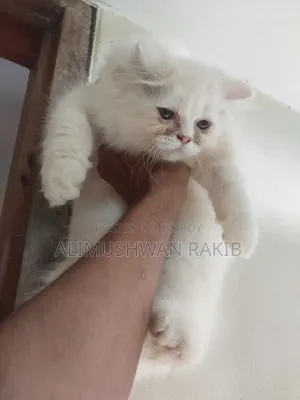 1-3 Months Female Purebred Persian