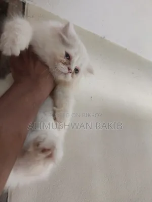 1-3 Months Female Purebred Persian