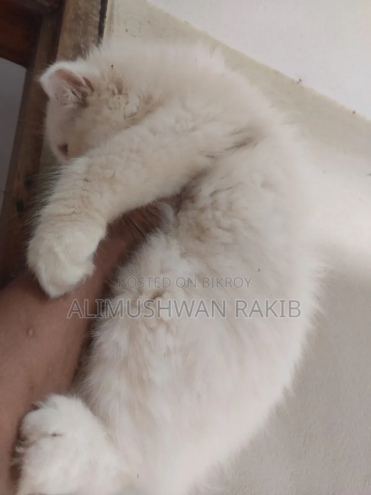 1-3 Months Female Purebred Persian