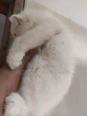 1-3 Months Female Purebred Persian