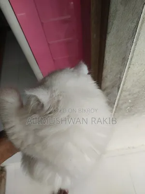 1-3 Months Female Purebred Persian