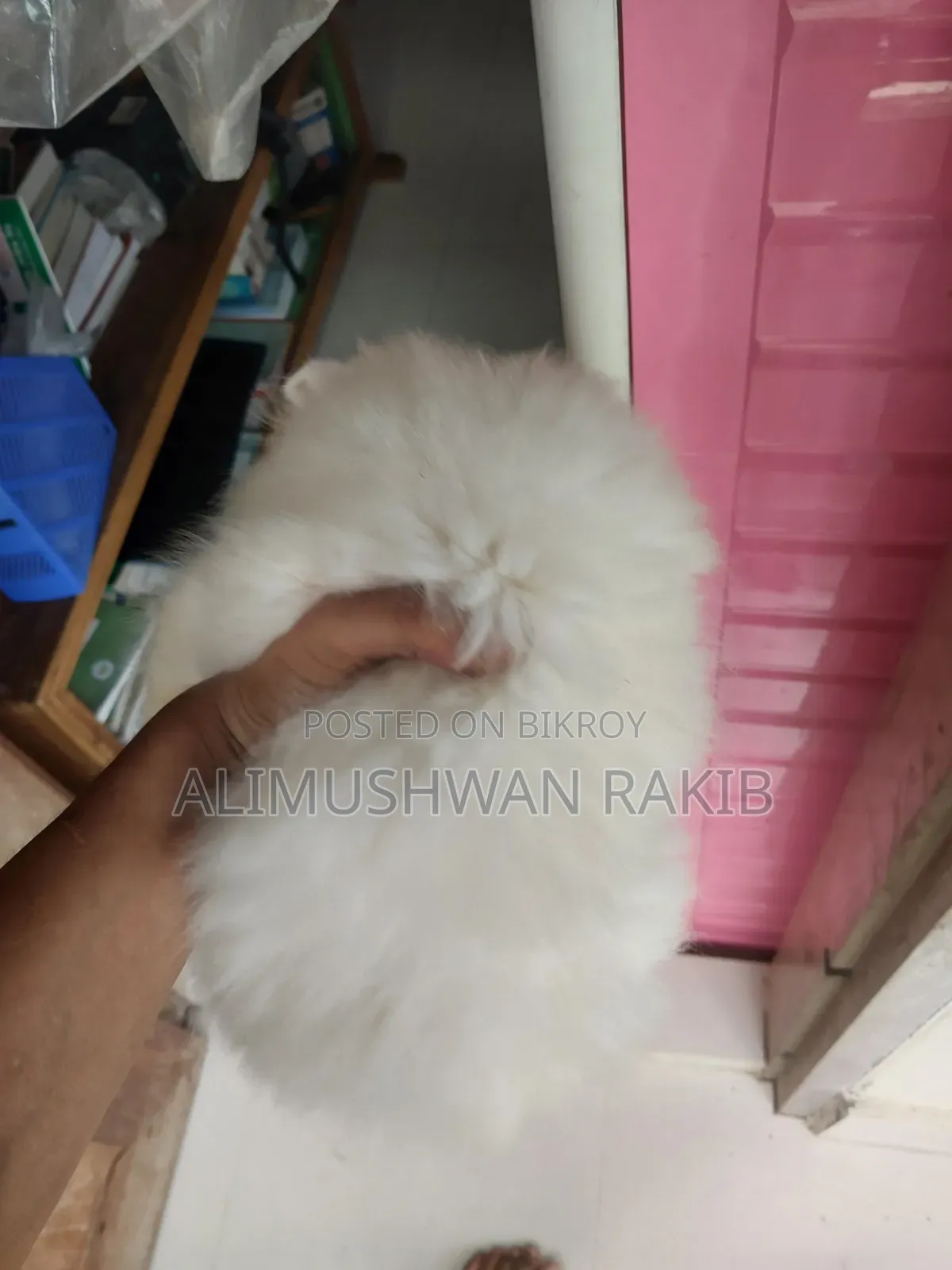 1-3 Months Female Purebred Persian