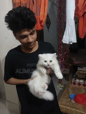 1-3 Months Male Purebred Persian