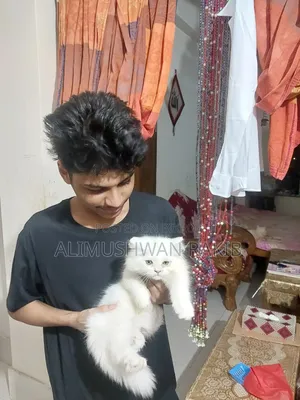1-3 Months Male Purebred Persian