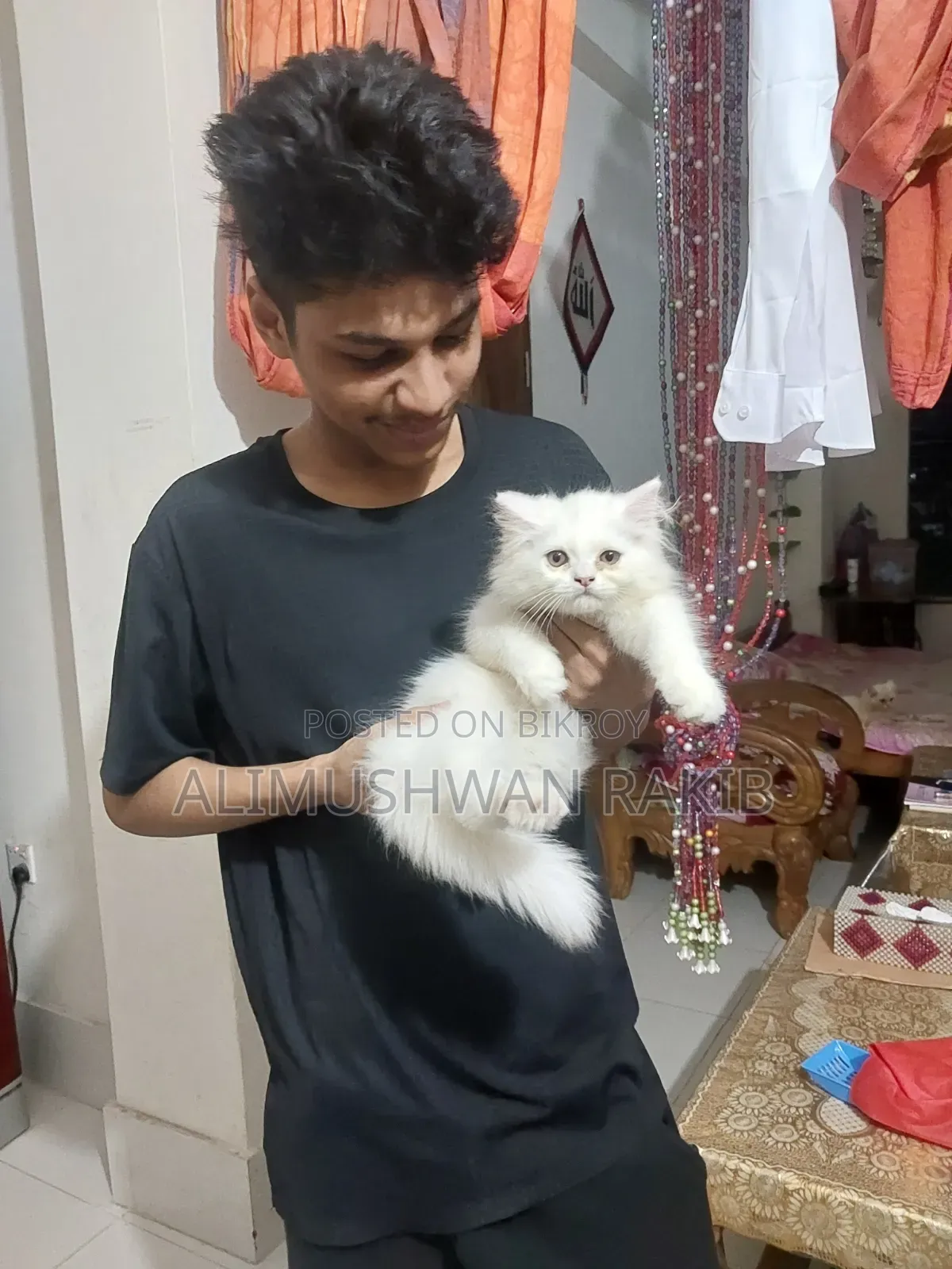 1-3 Months Male Purebred Persian
