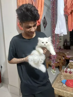 1-3 Months Male Purebred Persian