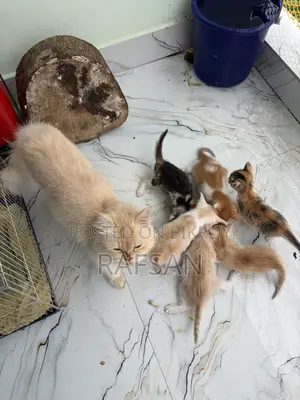 ০-১ মাস বয়সী পুরুষ মিক্সড ব্রিড পার্সিয়ান