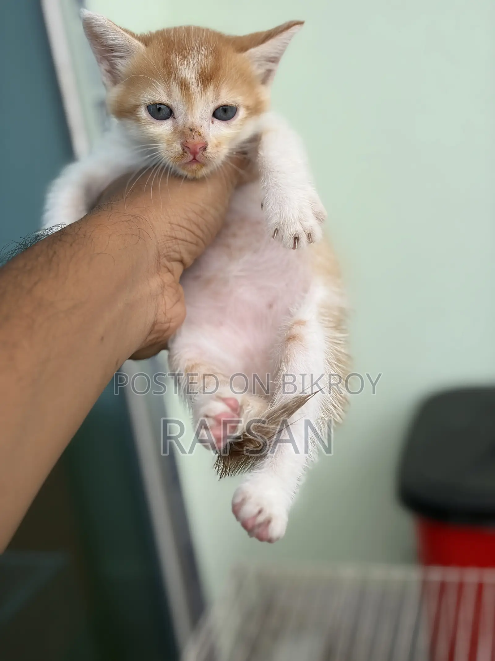 ০-১ মাস বয়সী পুরুষ মিক্সড ব্রিড পার্সিয়ান