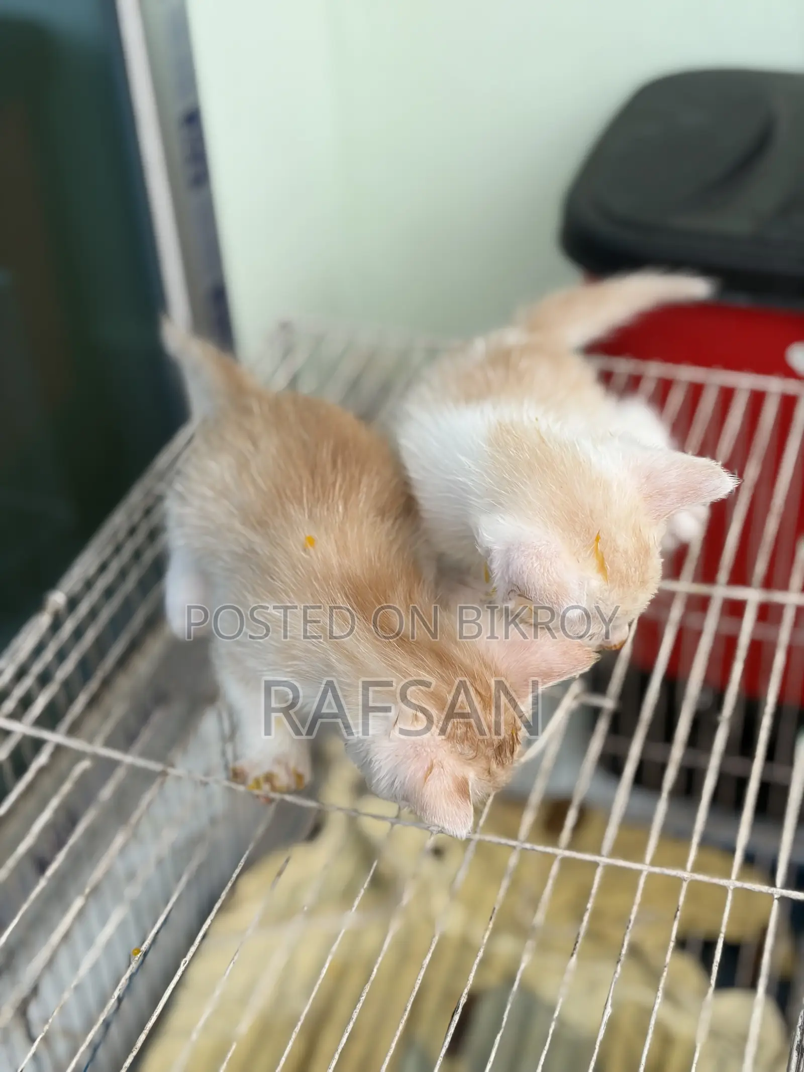 ০-১ মাস বয়সী পুরুষ মিক্সড ব্রিড পার্সিয়ান